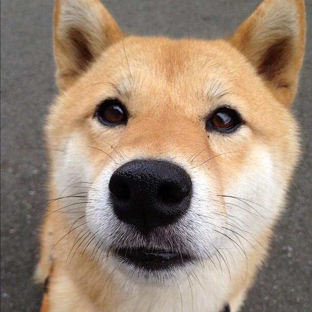 拉沃尔杯冰火交响曲,蒂姆鏖战中的关键制胜