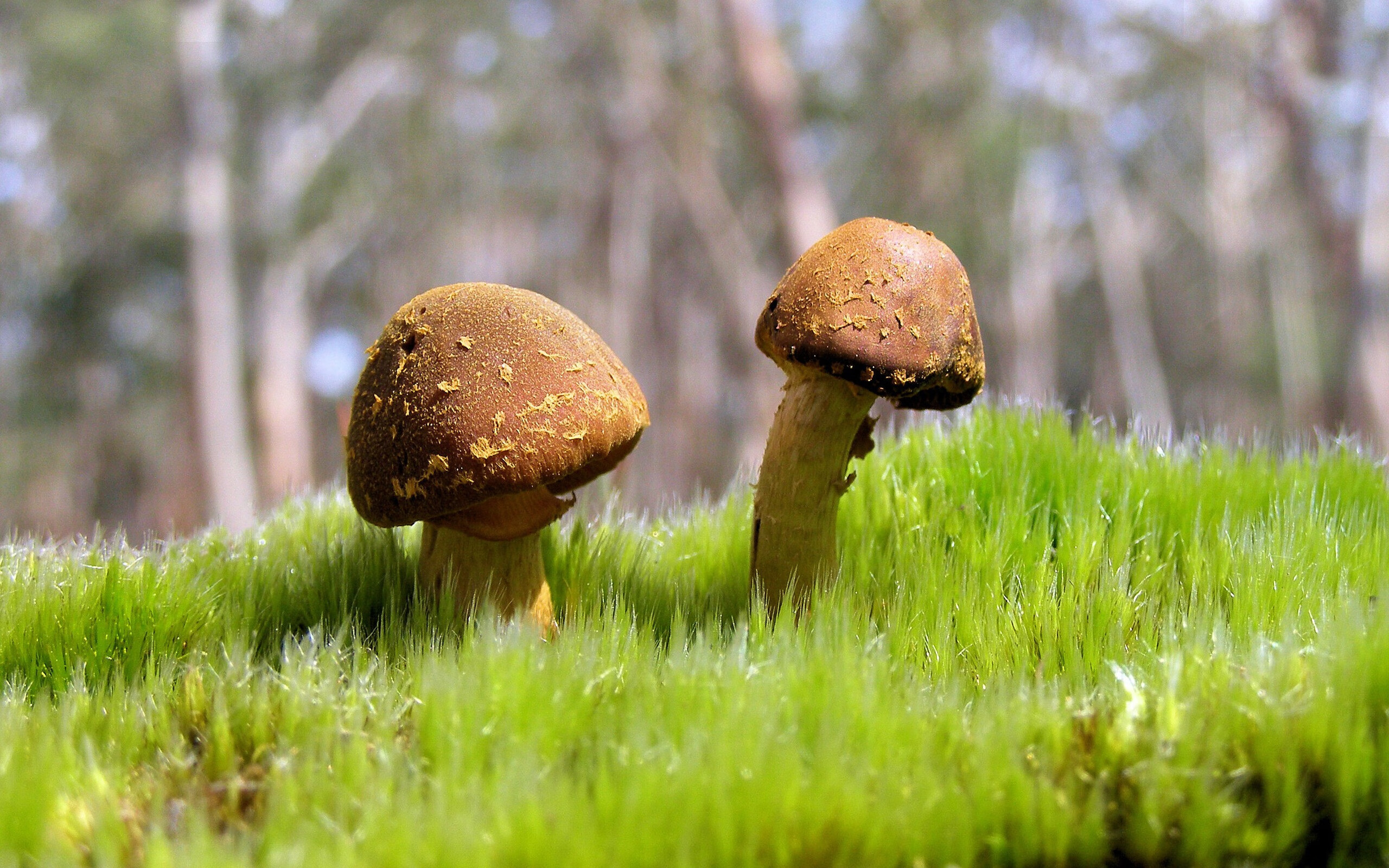 压倒性胜利!法拉利机械优势碾碎红牛二队,但阿隆索才是围场唯一反光体