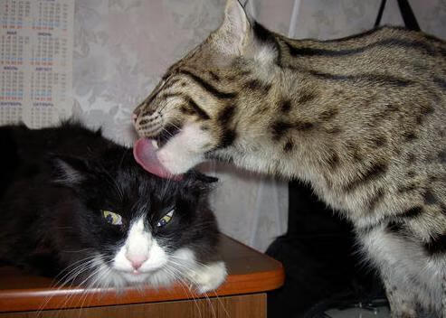 史上唯一!纳达尔铸就年终总决赛+戴维斯杯双冠传奇,十八年跨度见证网球终极纪录