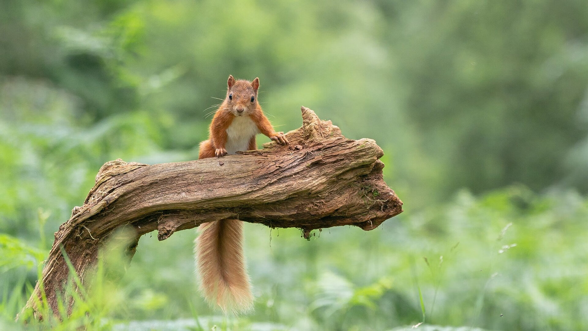 东方之火与铁血意志,这个夜晚属于足球的灵魂