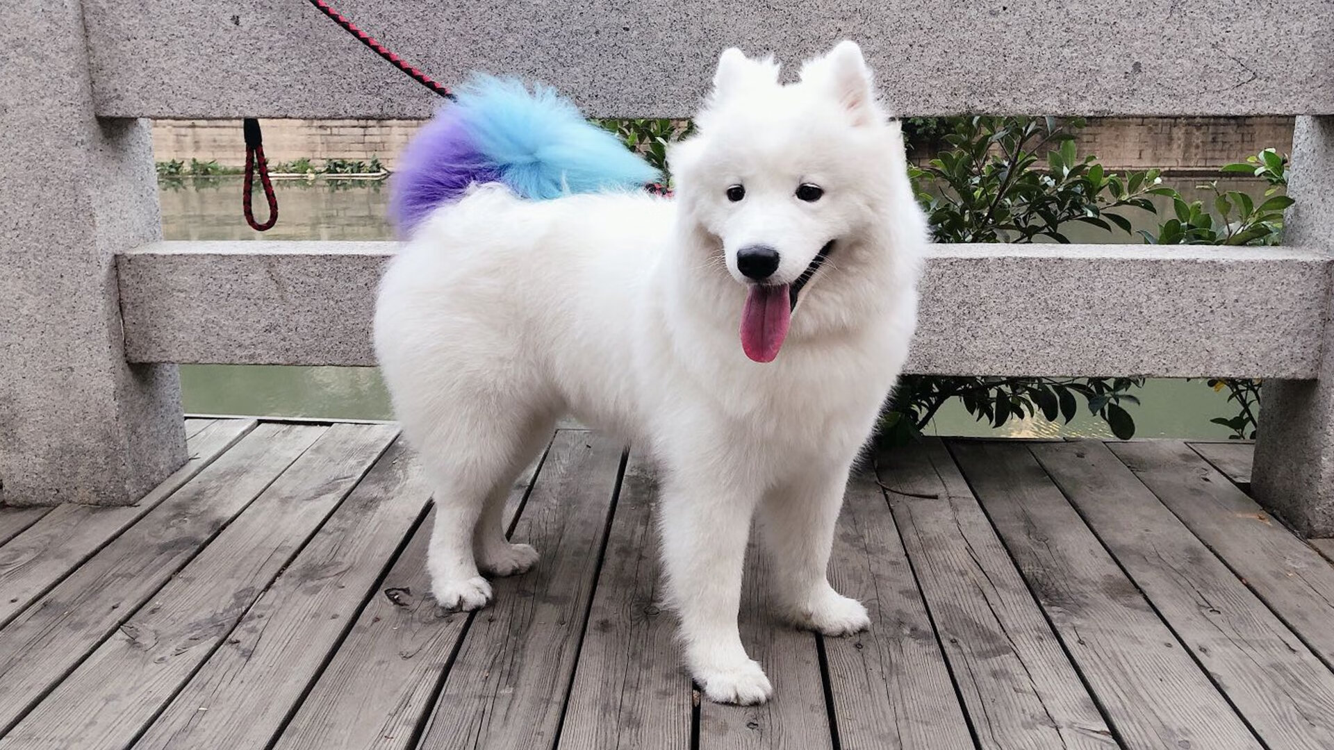 绿茵场与乒乓台，体育奇迹的永恒回响