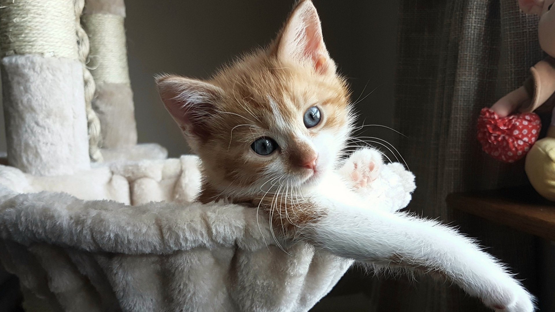 大场面先生，奥亚尔萨瓦尔与秘鲁军团如何点亮足球舞台