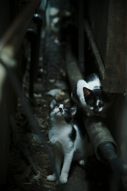 西决生死战，快船稳舵破浙江潮