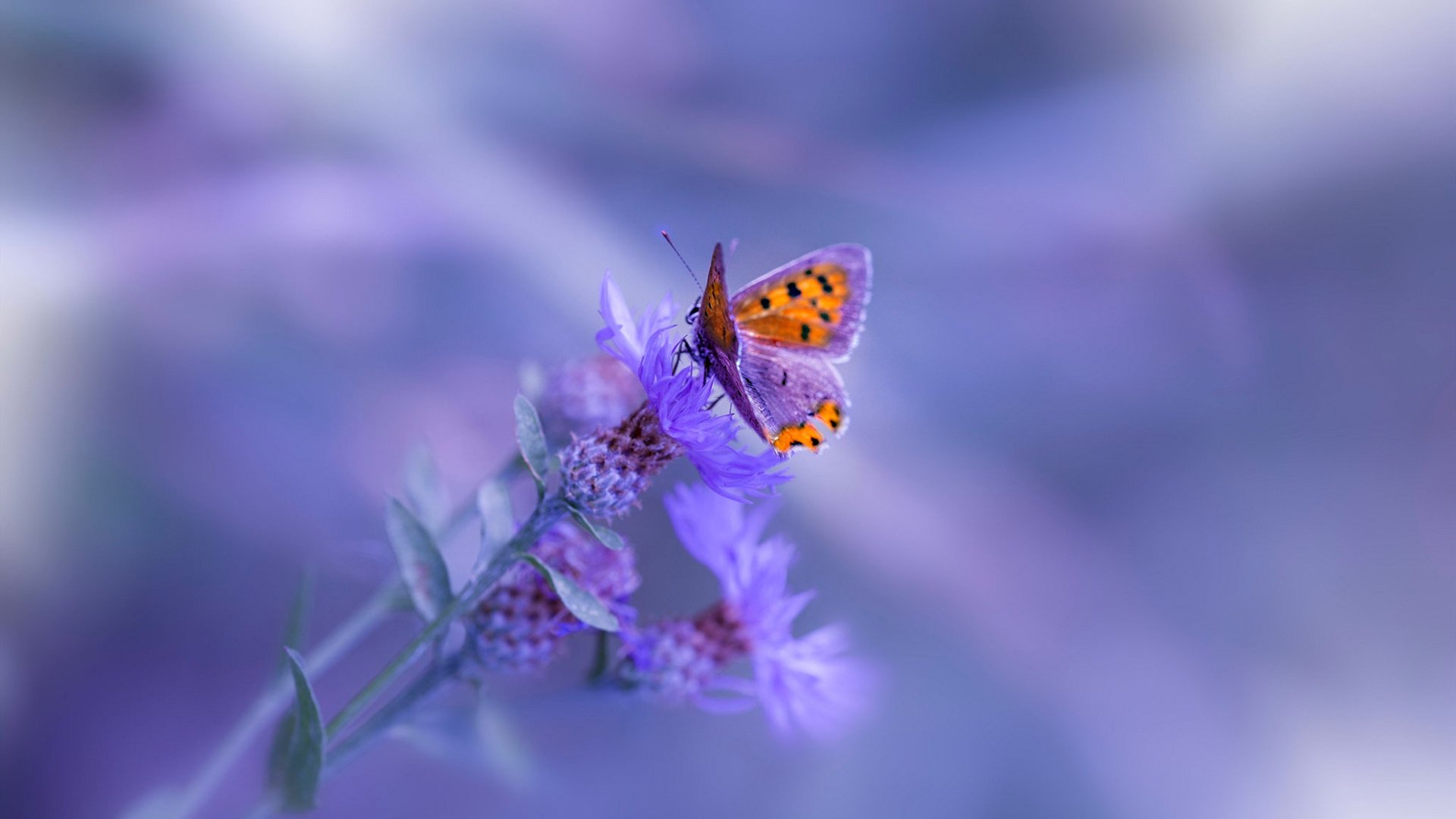 双星闪耀，快船力压活塞，字母哥再破纪录