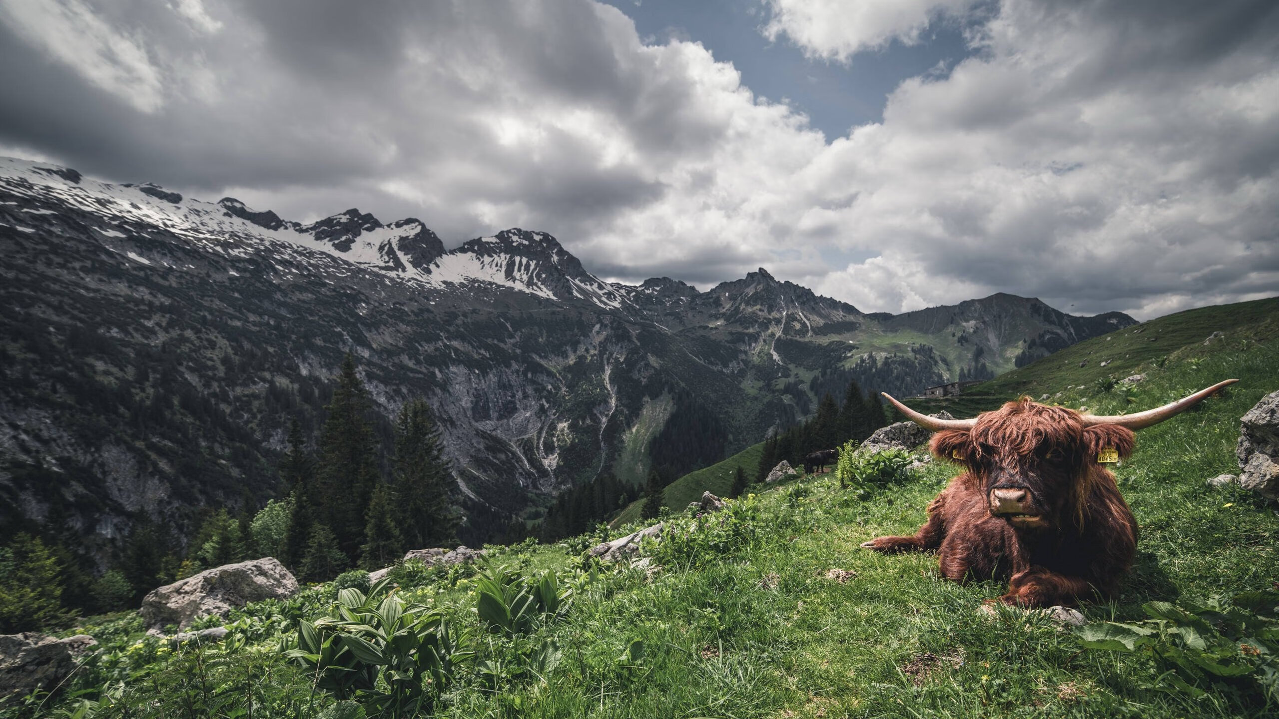 北境烽火连三邦，当麦迪逊的墨西哥飓风席卷圣城