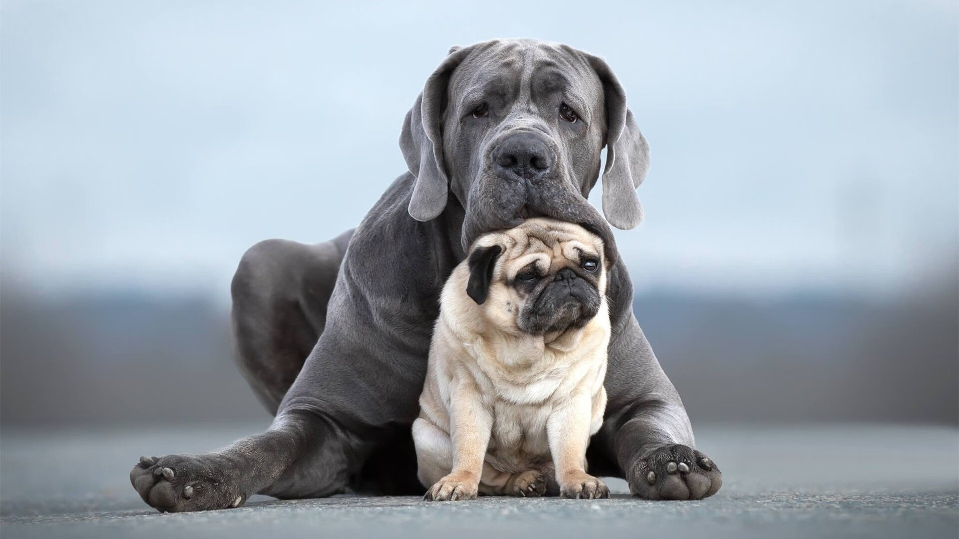 高光归于托尼，但胜利属于阿根廷