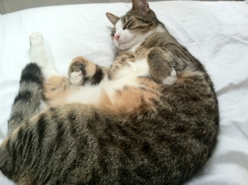 遥控器战争，卡马文加的英超平行战场