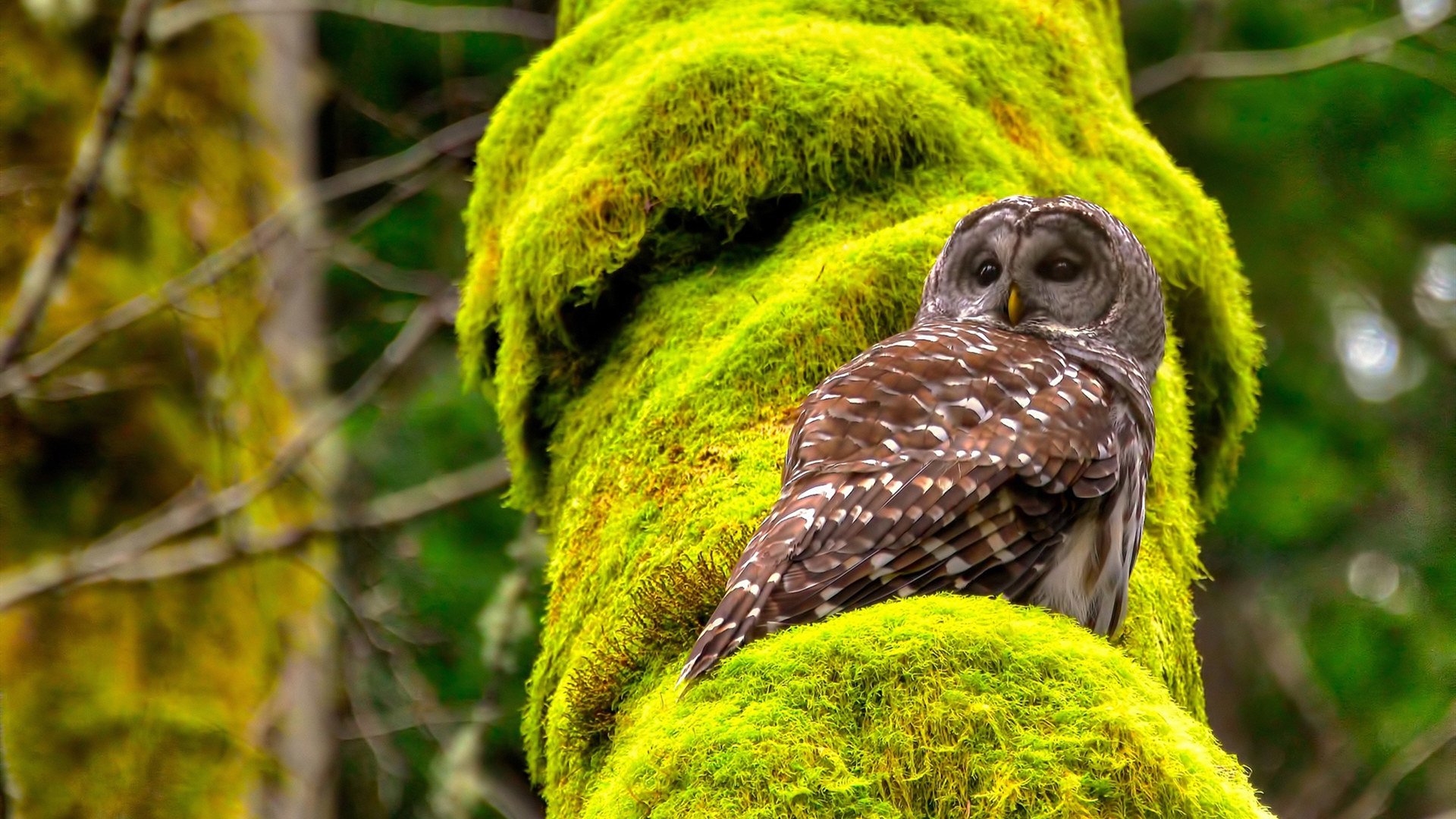 西甲国家德比之夜，当诺坎普化为足球神殿，梅西以统治级数据加冕为王
