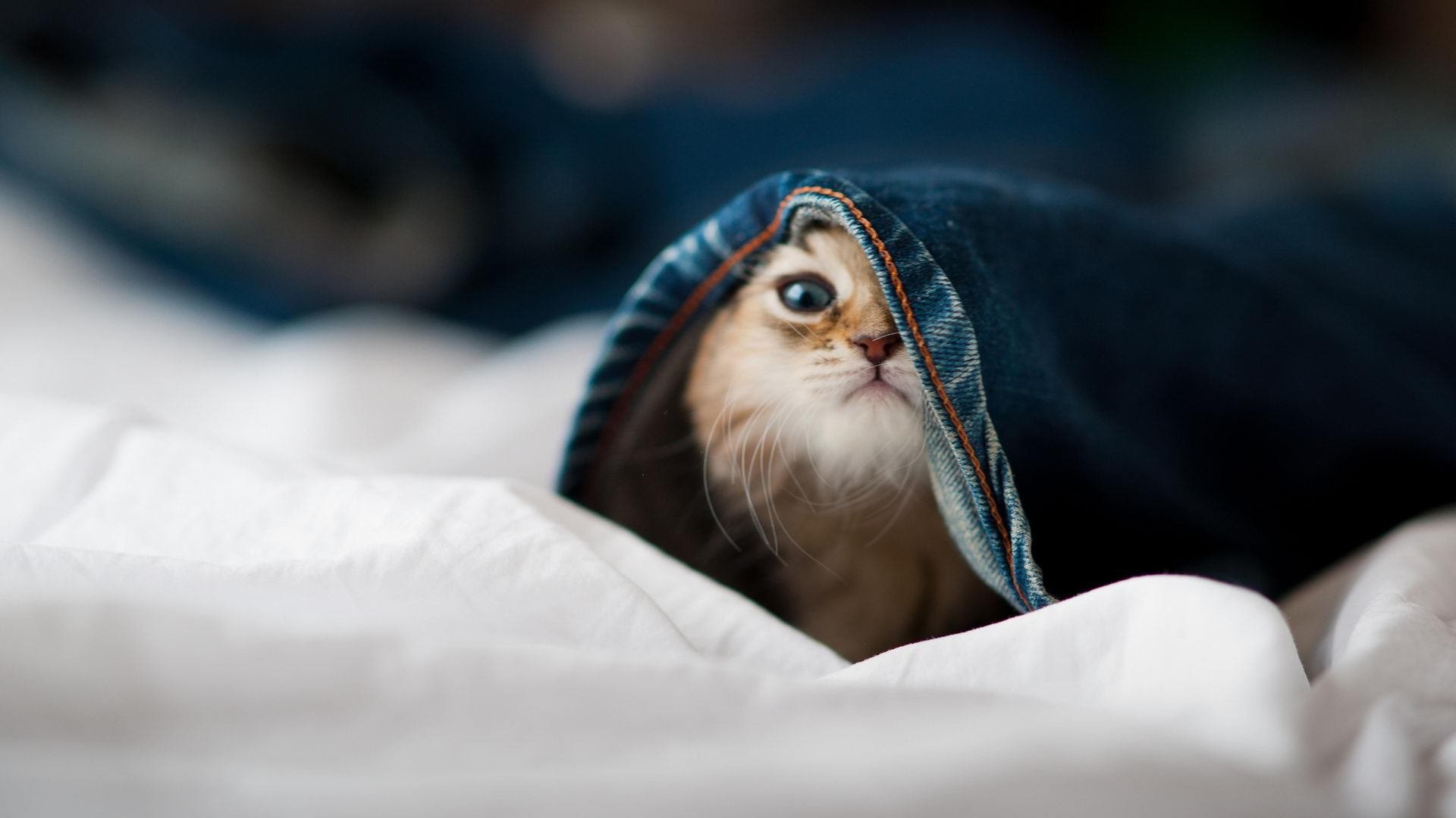 武切维奇的缺席教科书，掘金加时险胜森林狼的技术隐喻