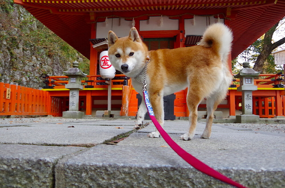 战车碾压蓝鹰！姆巴佩加冕的夜晚，里昂写下欧冠新王登基宣言